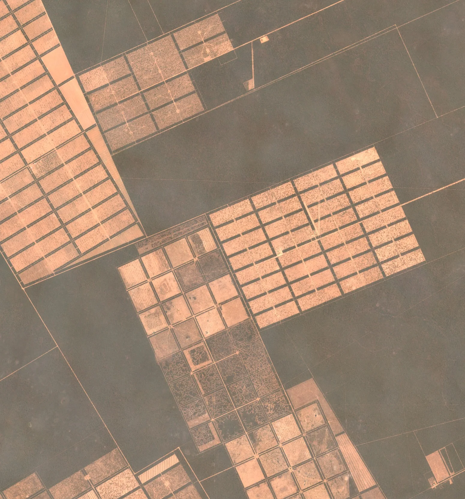 Dark grey-green dry forest crossed by straight tracks, with large blocks cut into a grid of pale rectangular paddocks separated by narrow strips of remaining trees.